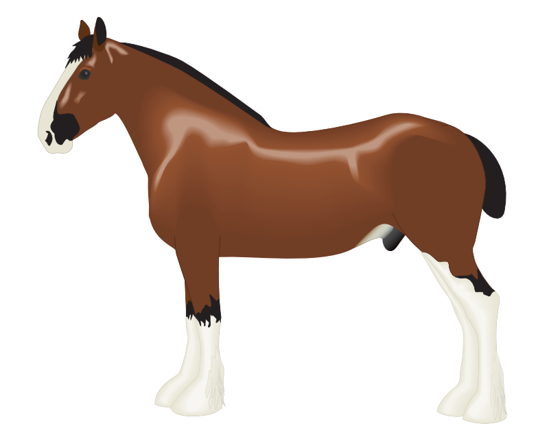 Horse To Use Hd Photos Clipart