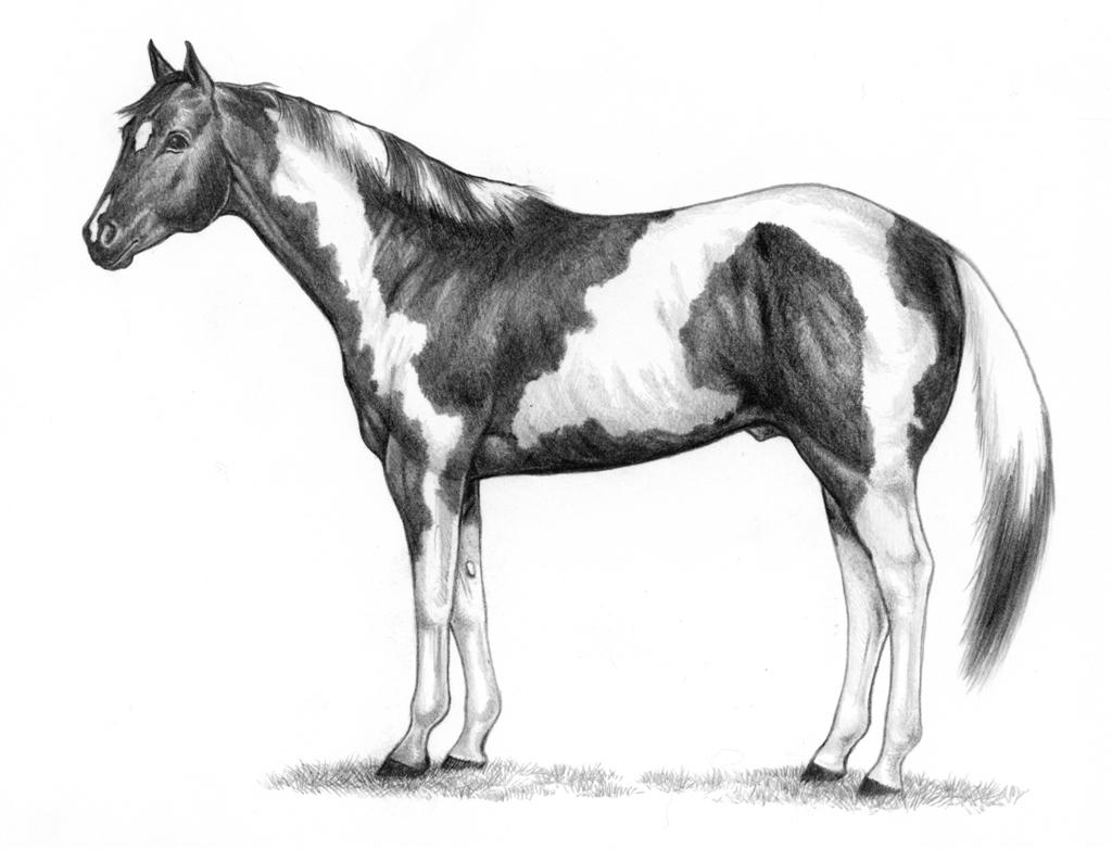 Paint Horse Png Images Clipart