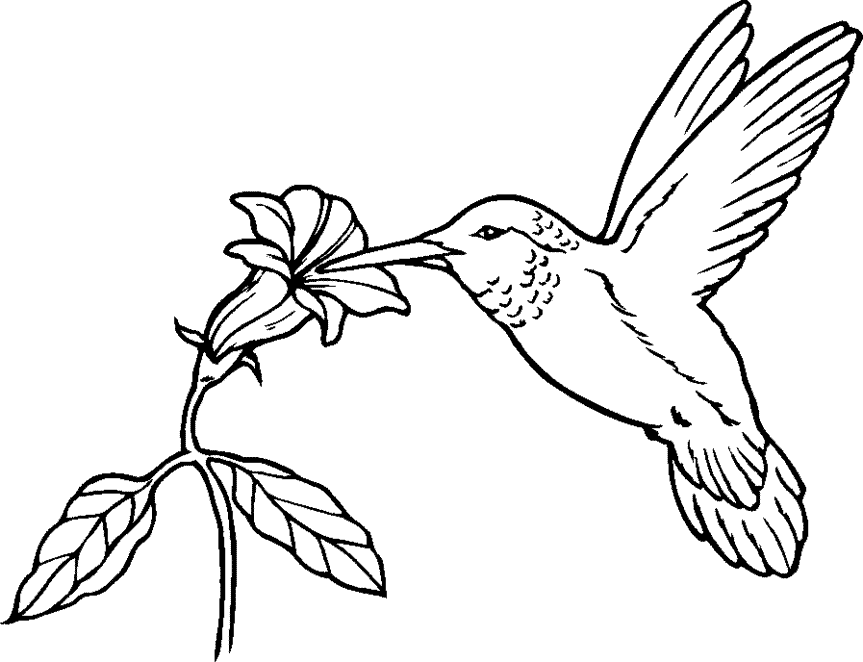 Free Hummingbird Image Transparent Image Clipart