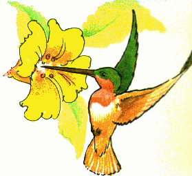 Hummingbird Free Download Clipart