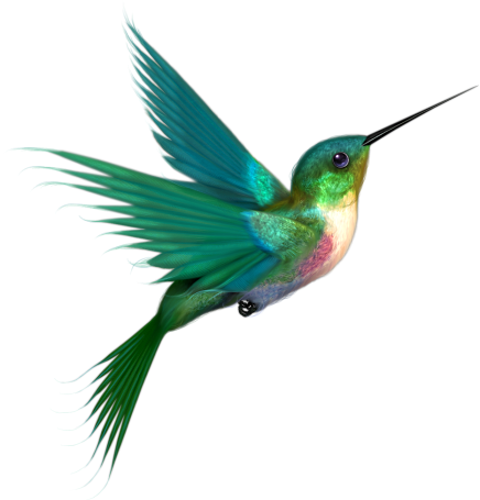 Hummingbird Drawings Transparent Image Clipart
