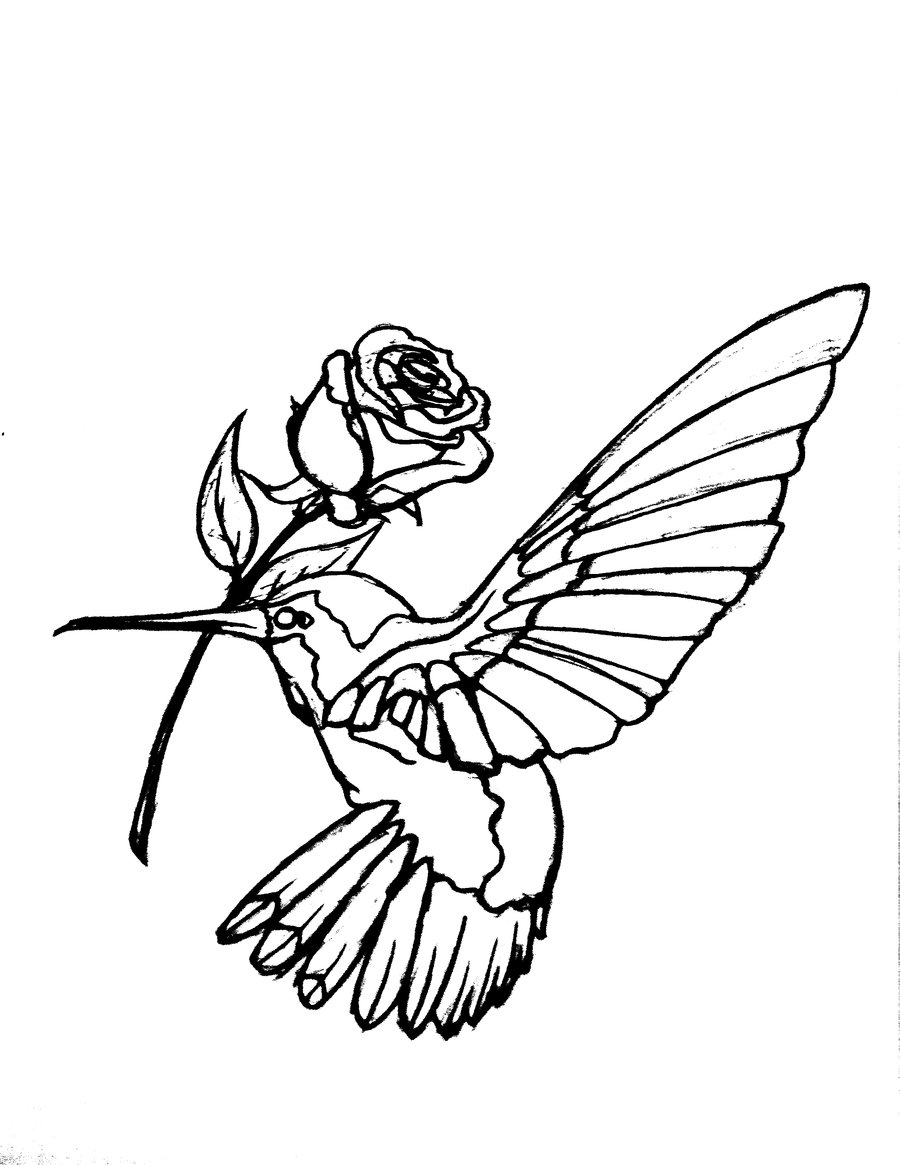 Hummingbird Drawings Transparent Image Clipart