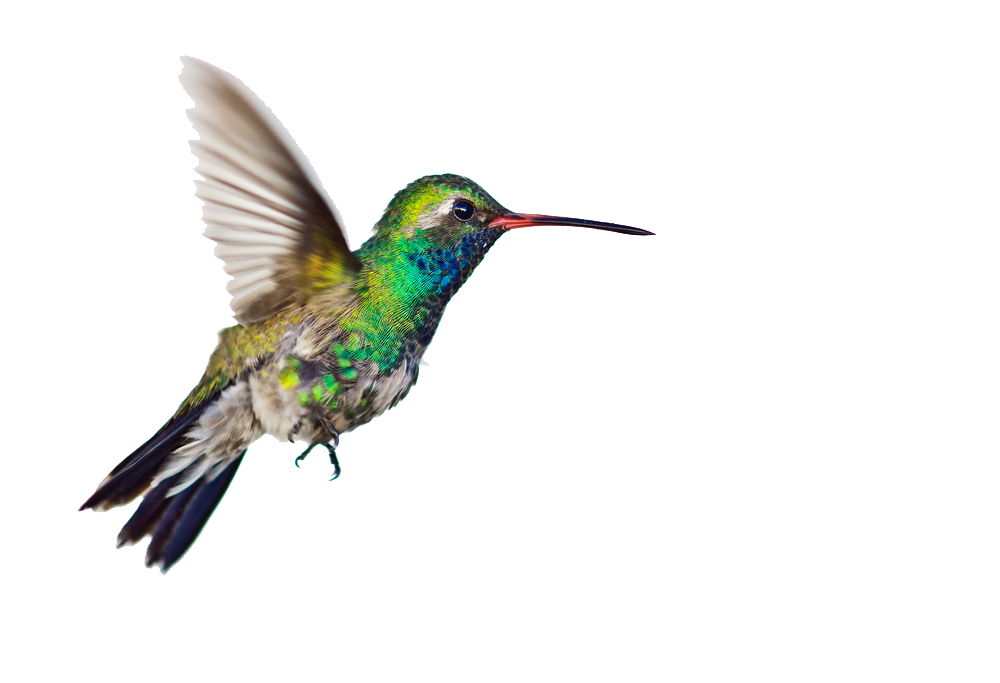 Hummingbird Transparent Images All Hd Image Clipart