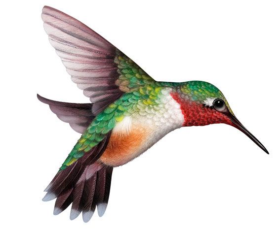 Hummingbird Realistic Illustrations Of Animals Plants And Clipart