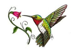Images About Hummingbirds Image Png Clipart