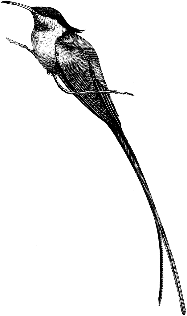 Hummingbird Humming Bird Drawings Image Image Png Clipart
