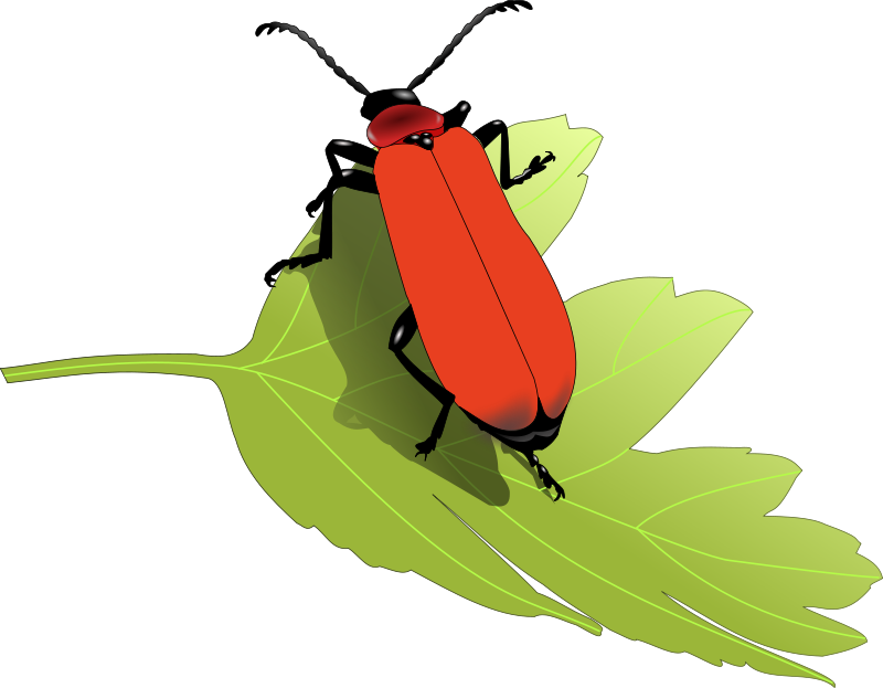 Insect Image Hd Photo Clipart