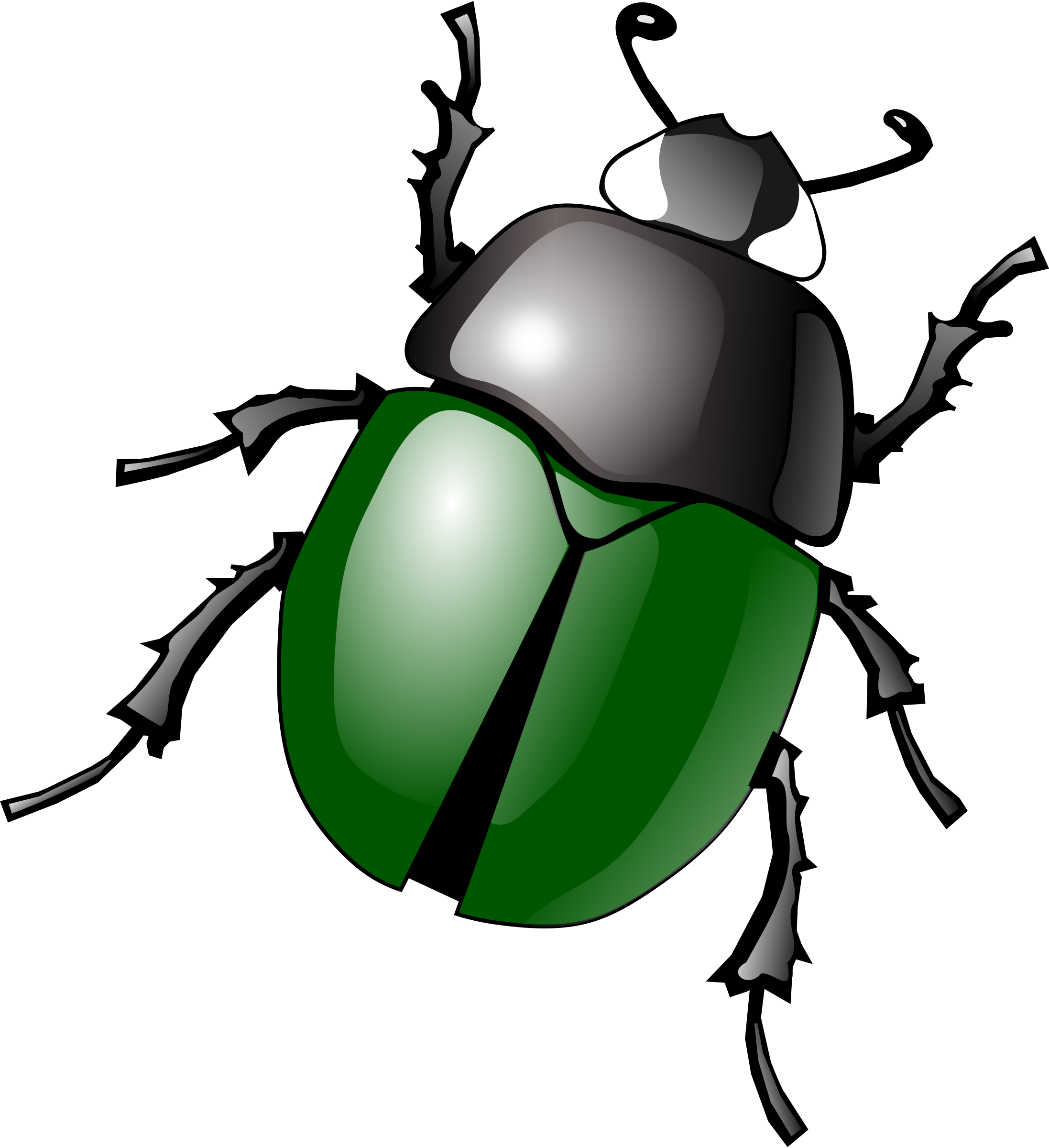 Insect Images Hd Photos Clipart