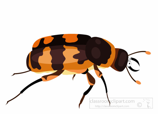 Insect Search Results For Bug Beetle Pictures Clipart