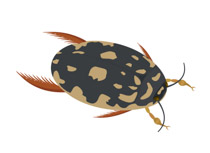 Free Insect Pictures Graphics Illustrations Free Download Clipart