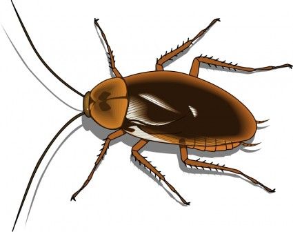 Vector For Insects And On Transparent Image Clipart