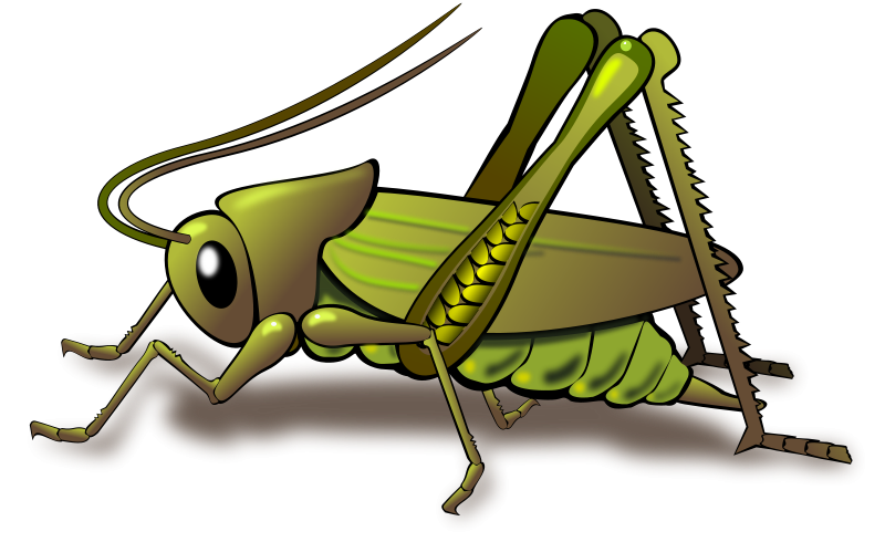 Grasshopper Insect Free Download Png Clipart