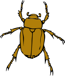 Insect Image Png Image Clipart