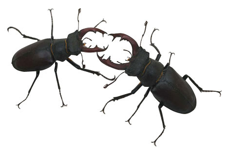 Insect 3 Image Hd Photo Clipart