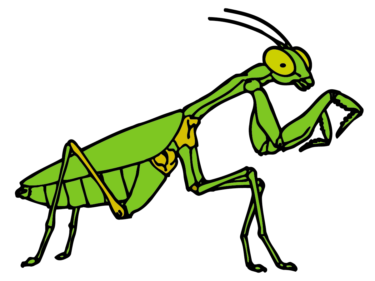 Cricket Insect Kid Clipart Clipart