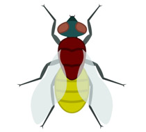 Insect Animal Pictures Graphics And Illustrations Clipart