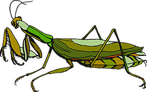 Free Insect Animations S Transparent Image Clipart