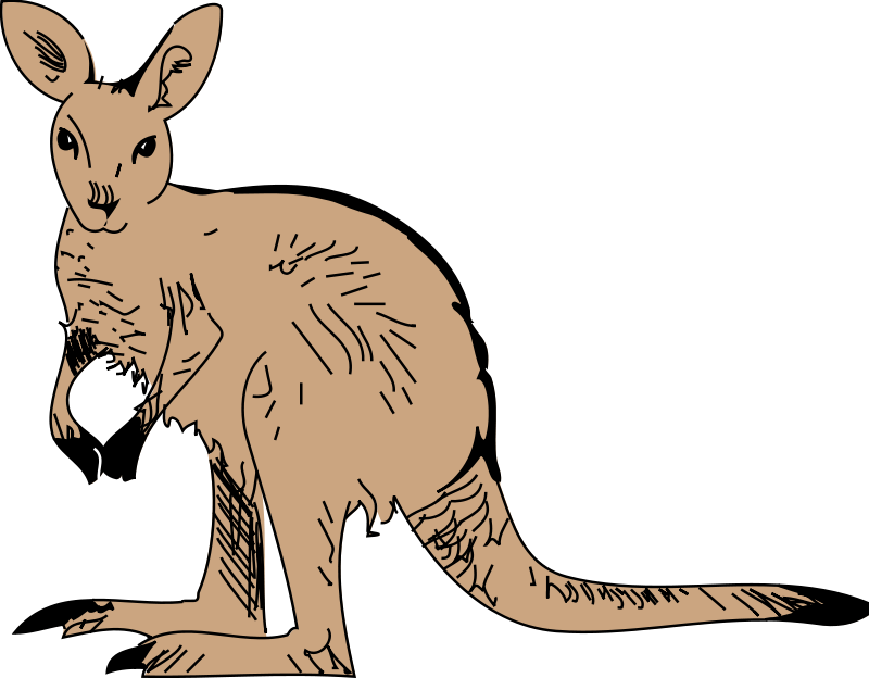 Kangaroo Animal Pictures Org Free Download Clipart