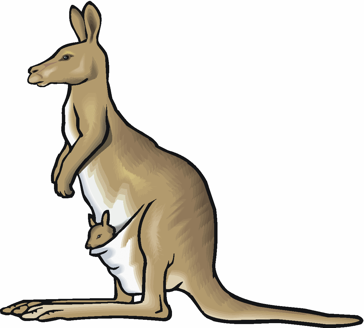 Kangaroo Hd Photos Clipart