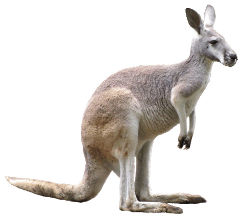 Kangaroo Image 7 Wikiclipart Transparent Image Clipart