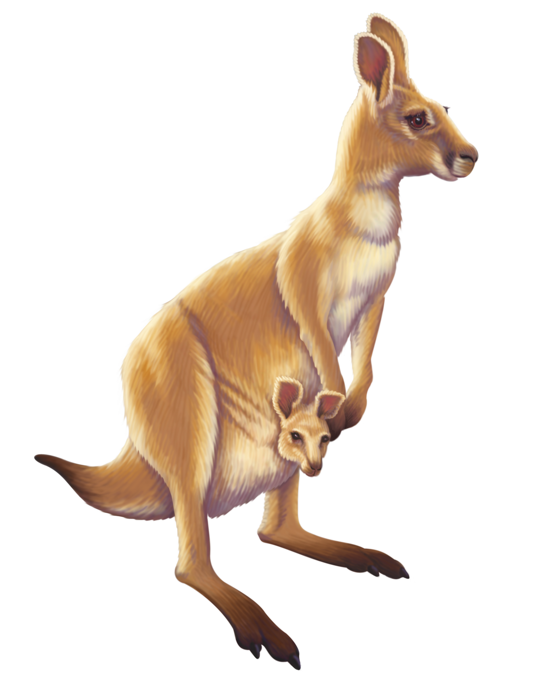 Kangaroo Australia Animal Free Transparent Image HD Clipart