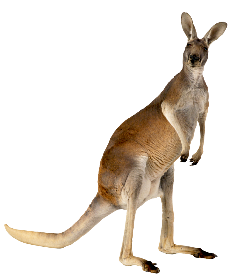 Kangaroo,Animal Kangaroo Australia Animal Free Photo PNG Clipart