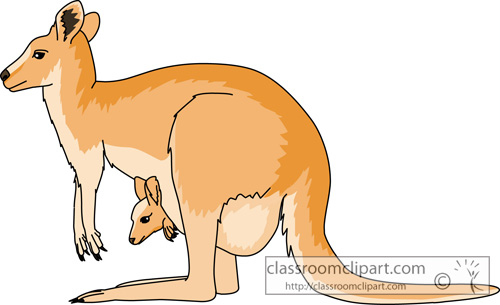 Kangaroo Kangaroo Baby In Pouch Download Png Clipart