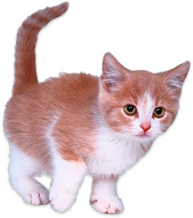 Tag Kitten Pictures Transparent Image Clipart