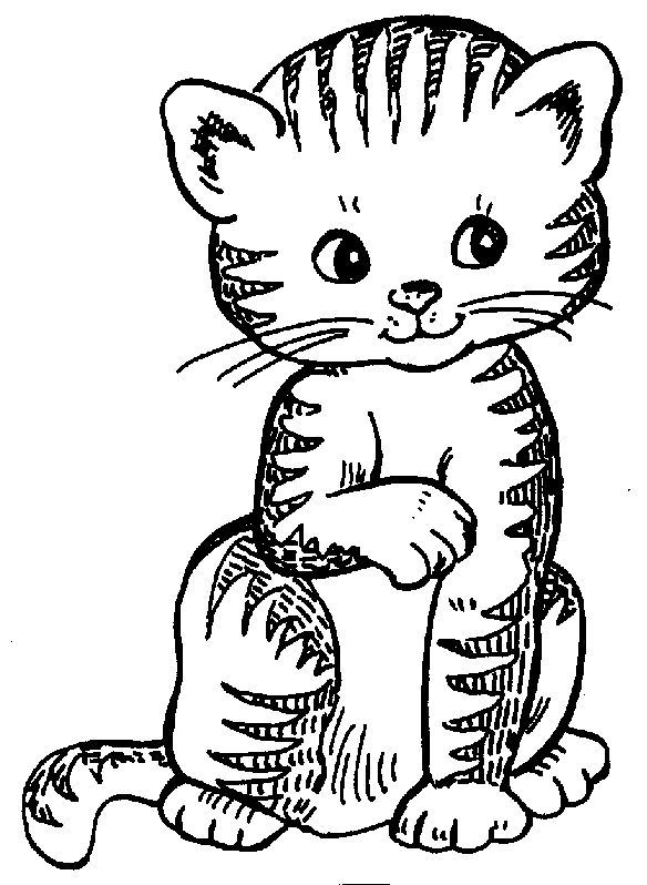 Free Kitten The Free Download Png Clipart