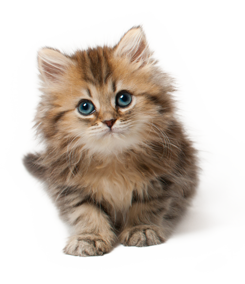 Cuteness Kitten Cat Free Download PNG HQ Clipart
