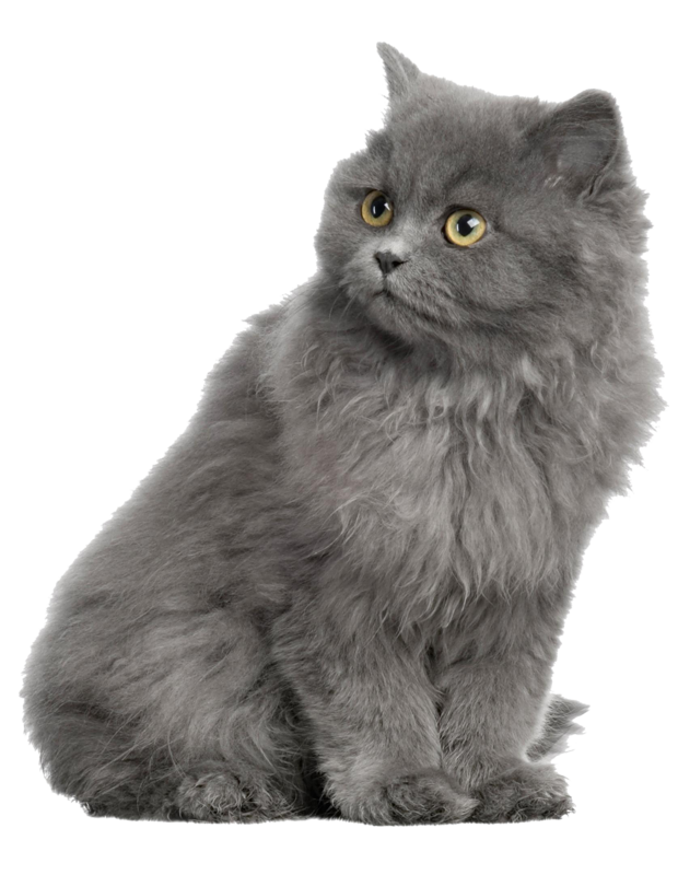 Gray Horse Shorthair Dog British Cat Persian Clipart