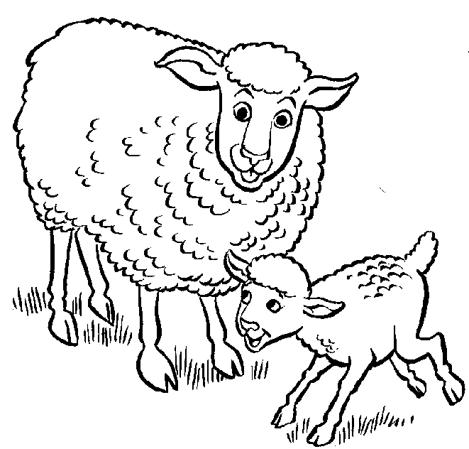 Sheep Lamb Hd Photos Clipart