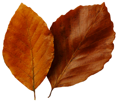 Leaf Fall Leaves Beautiful Autumn Png Image Clipart