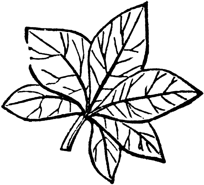 Leaf Sun Vector For You Png Images Clipart