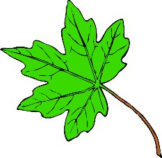 Leaf Maple Leaves Images Hd Photo Clipart