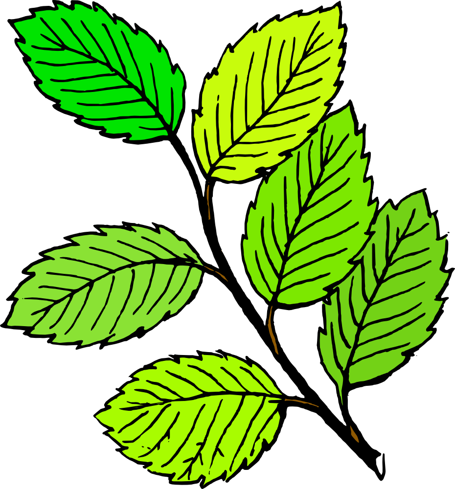 Spring Leaf Image Download Png Clipart