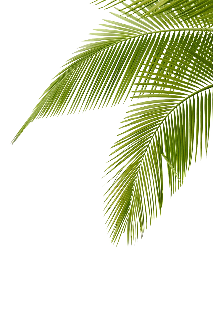 Frond Arecaceae Coconut Leaf Leaves Free HD Image Clipart
