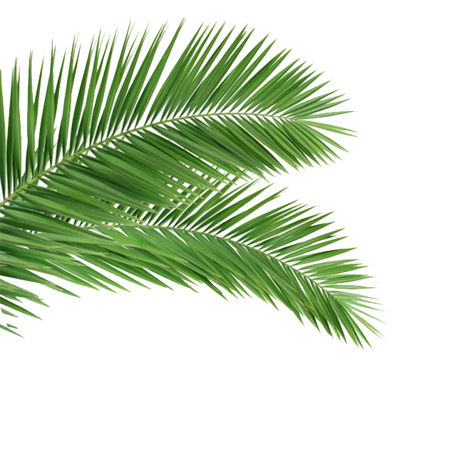 Coconut Leaf Frond Tree Arecaceae Palm Clipart