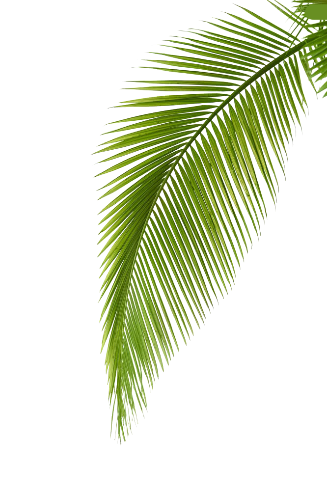 Palm Arecaceae Photography Leaf Branch Free HQ Image Clipart