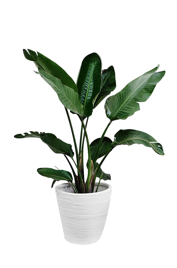 Plants Plant Leaf Arecaceae Palm Branch Green Clipart