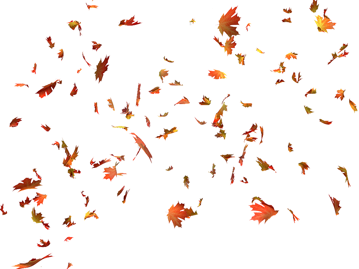Autumn Color Leaves Leaf Maple Free HD Image Clipart