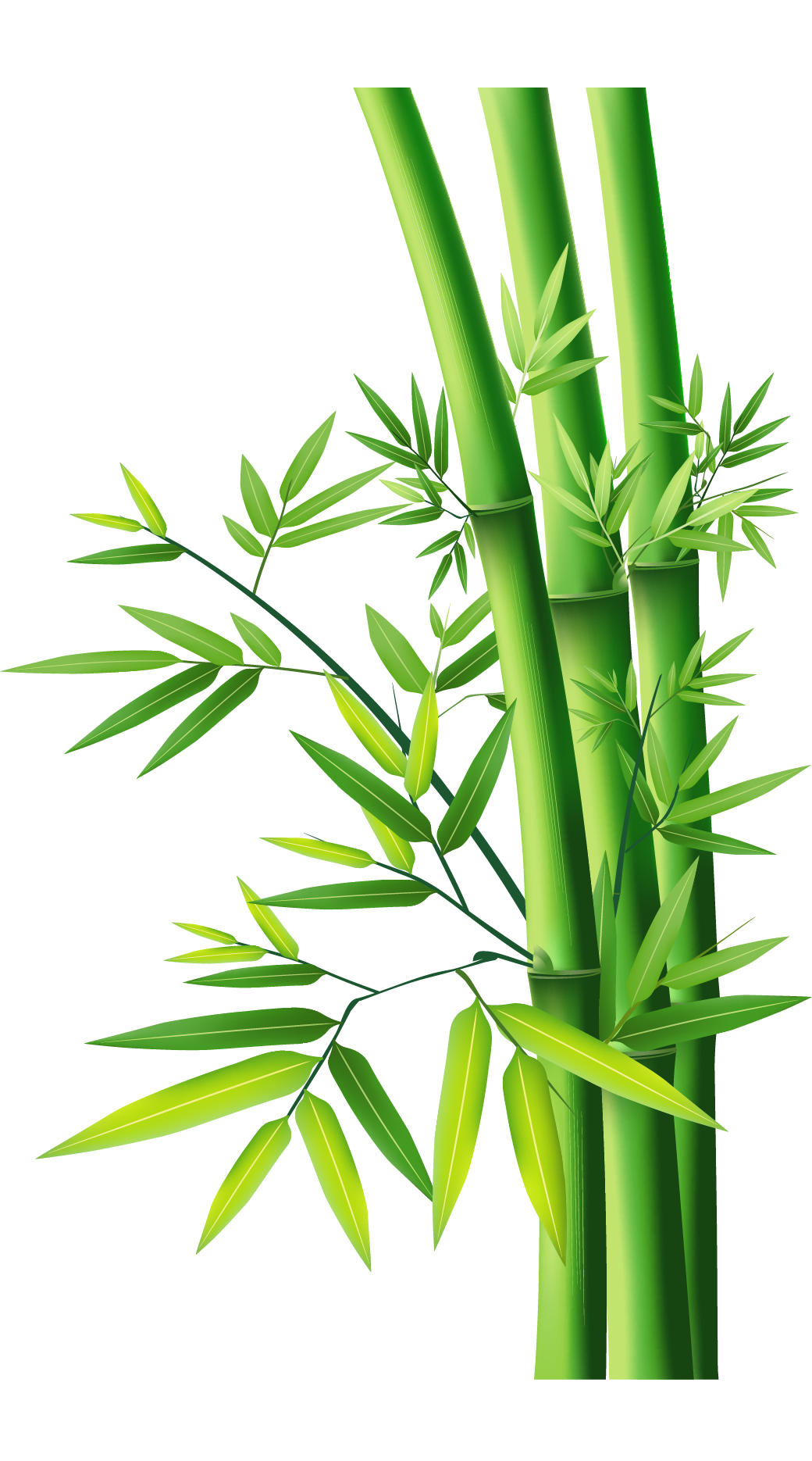 Bamboo Free Download Image Clipart