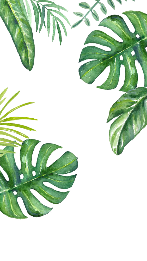 Green Wallpaper Leaf Banana PNG Download Free Clipart