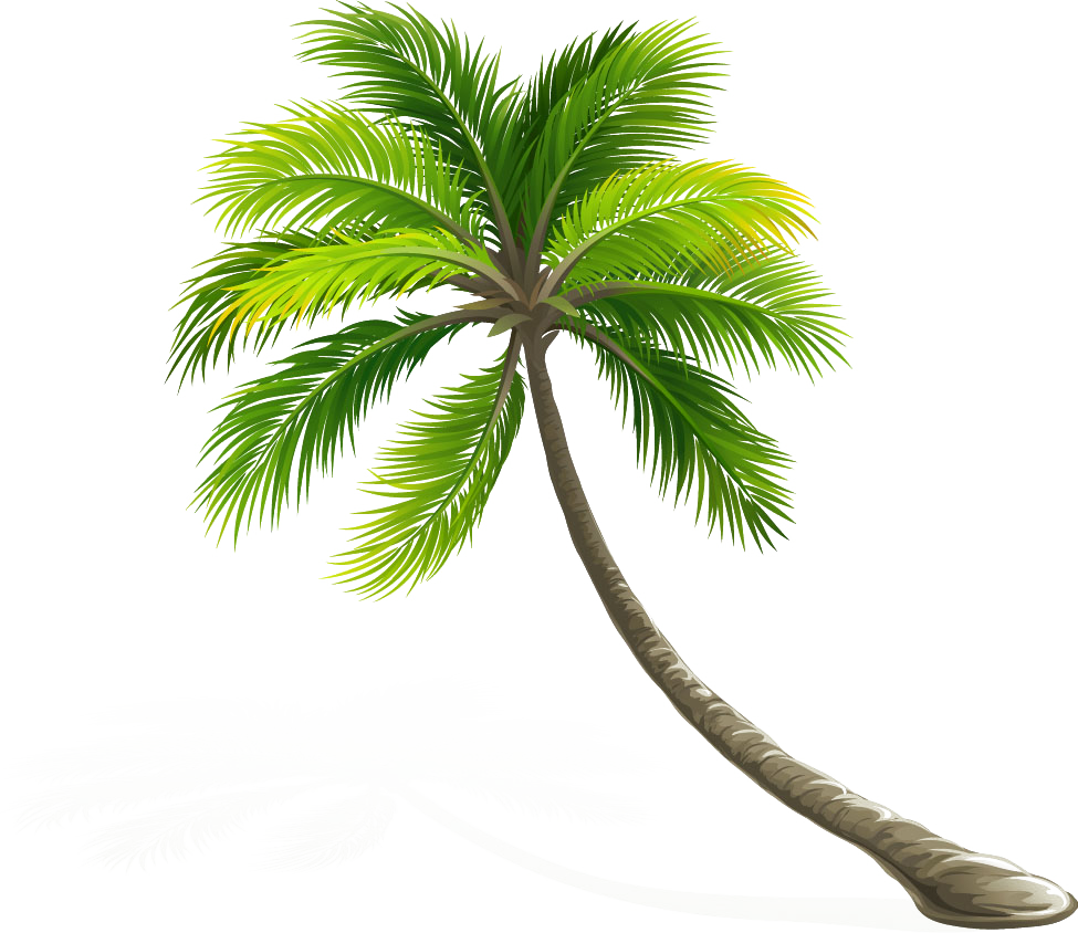 Arecaceae Coconut Leaf Tree HD Image Free PNG Clipart