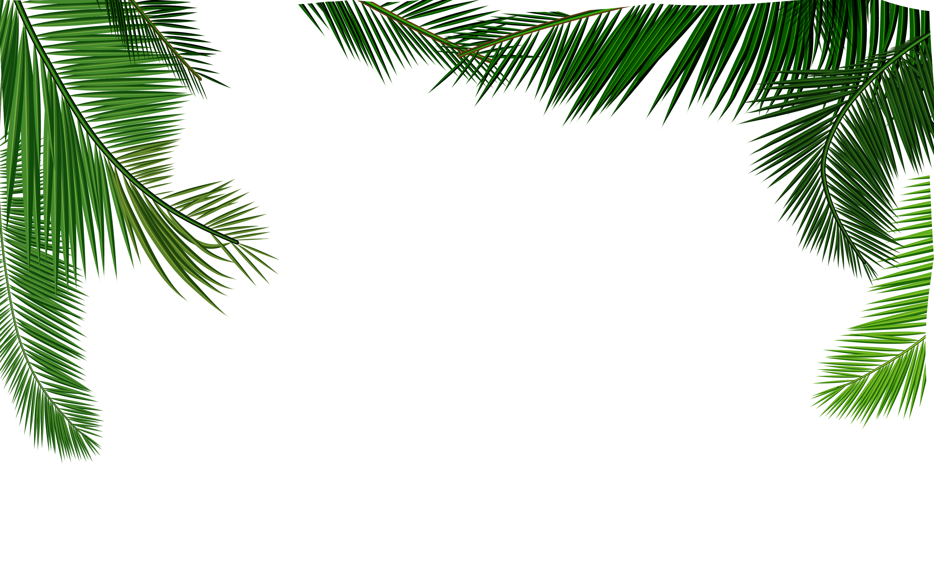 Coconut Leaf Leaves Material Texture Euclidean Vector Clipart