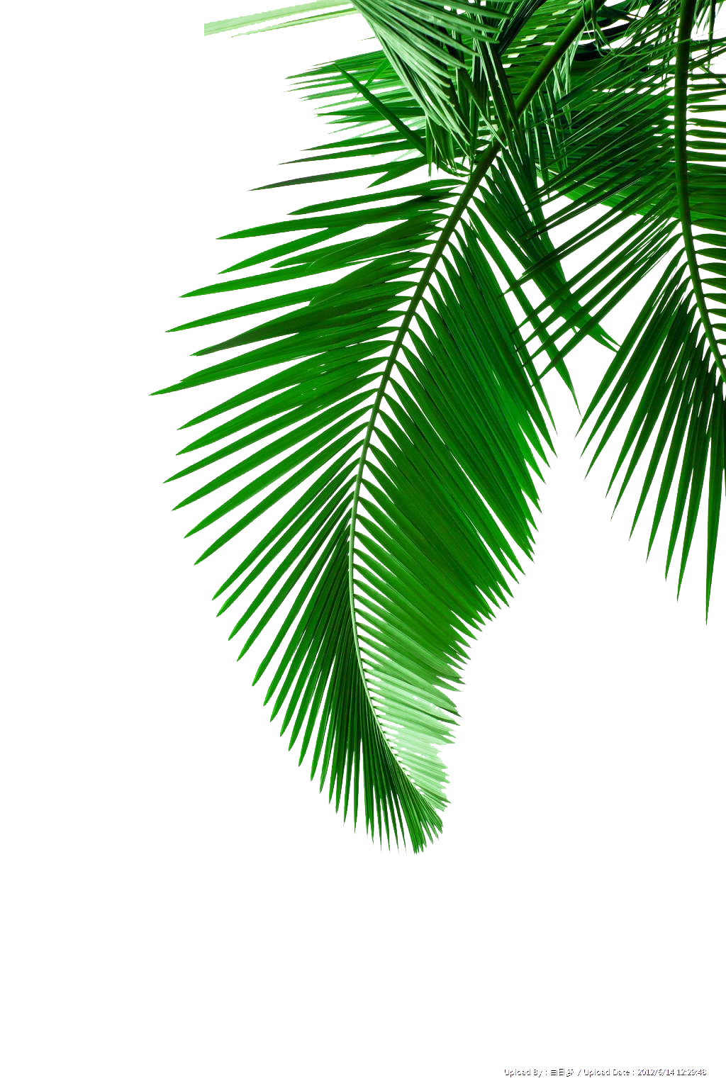 Picture Leaf Leaves Material Arecaceae Palm Green Clipart