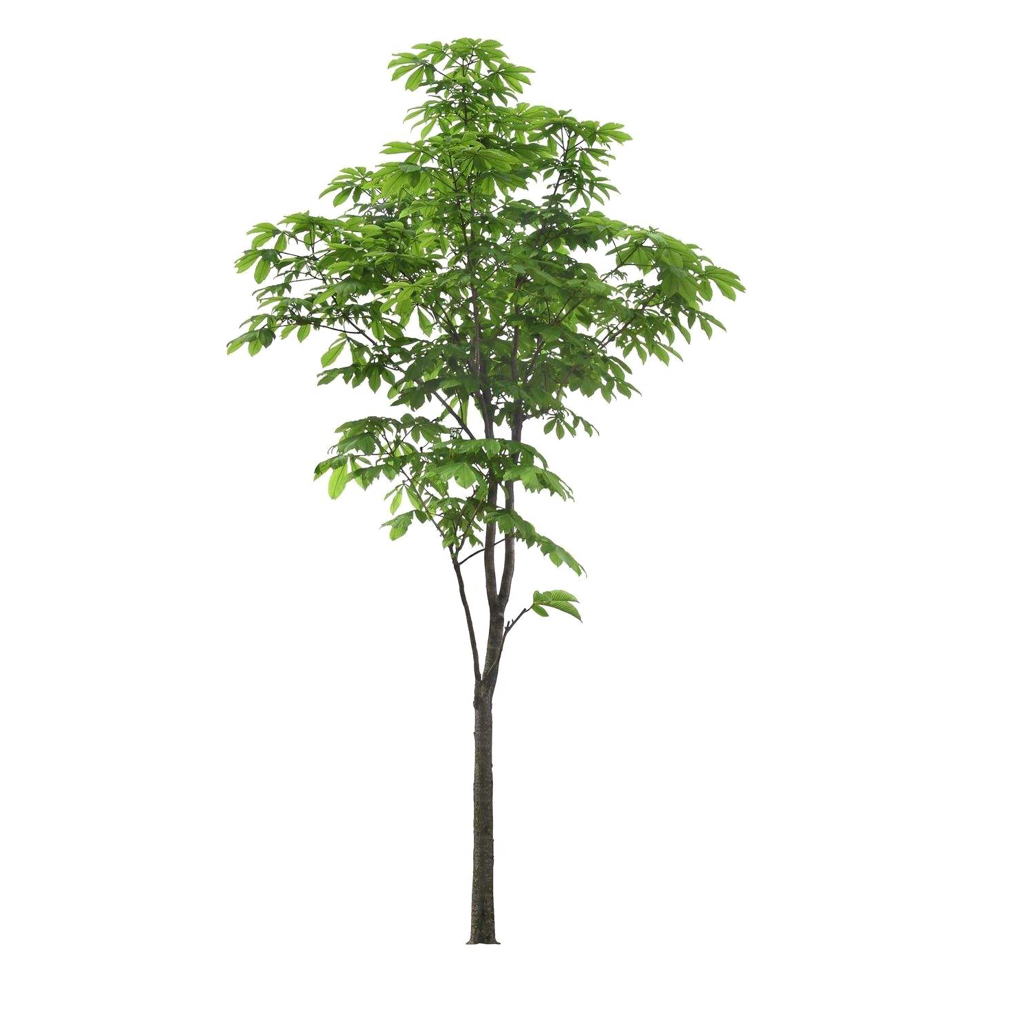Foreground Tree Landscape Free Transparent Image HQ Clipart