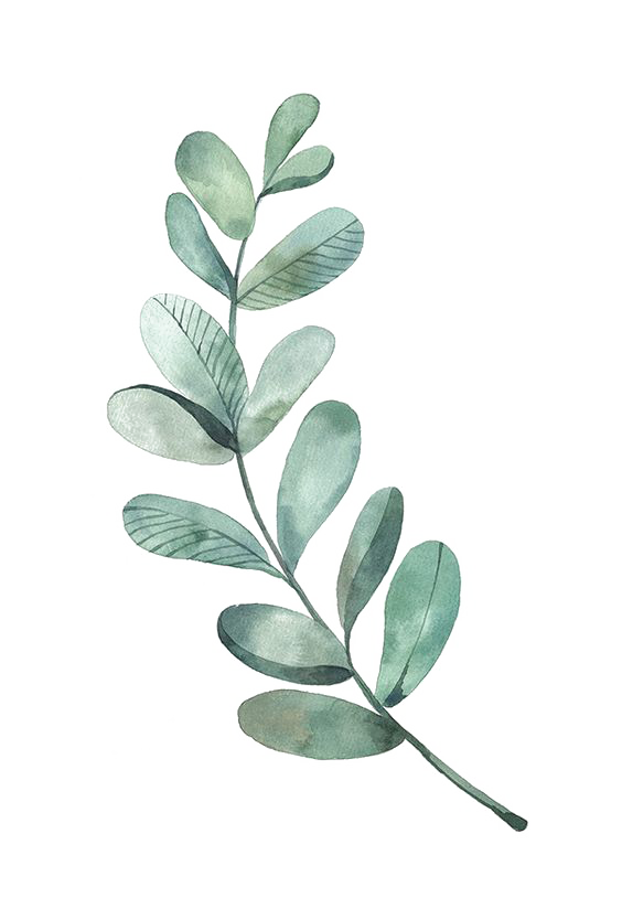 Leaf Leaves Illustration Watercolor Green Painting Drawing Clipart