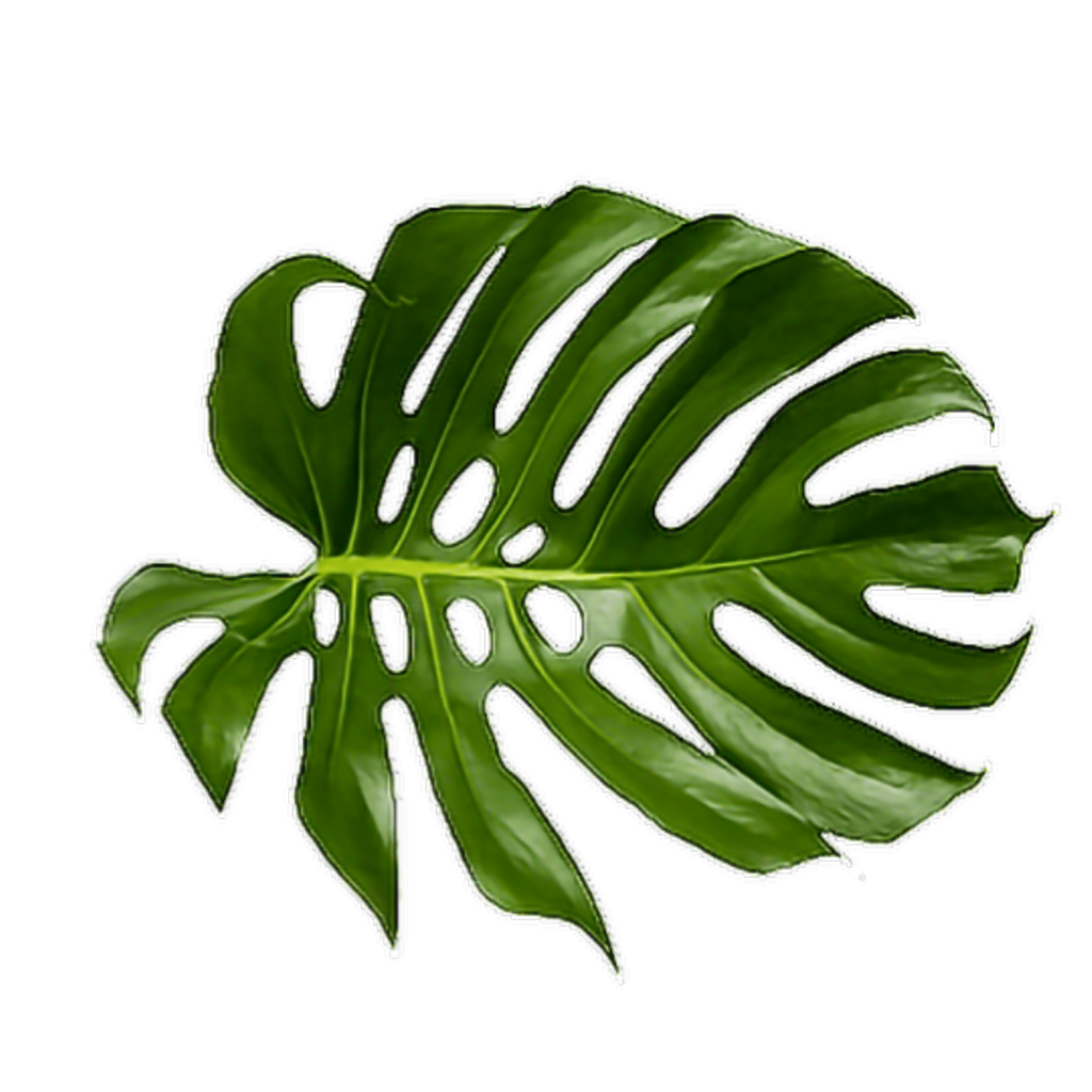 Cheese Plant Leaf Tropics Leaves Tropical Palm Clipart