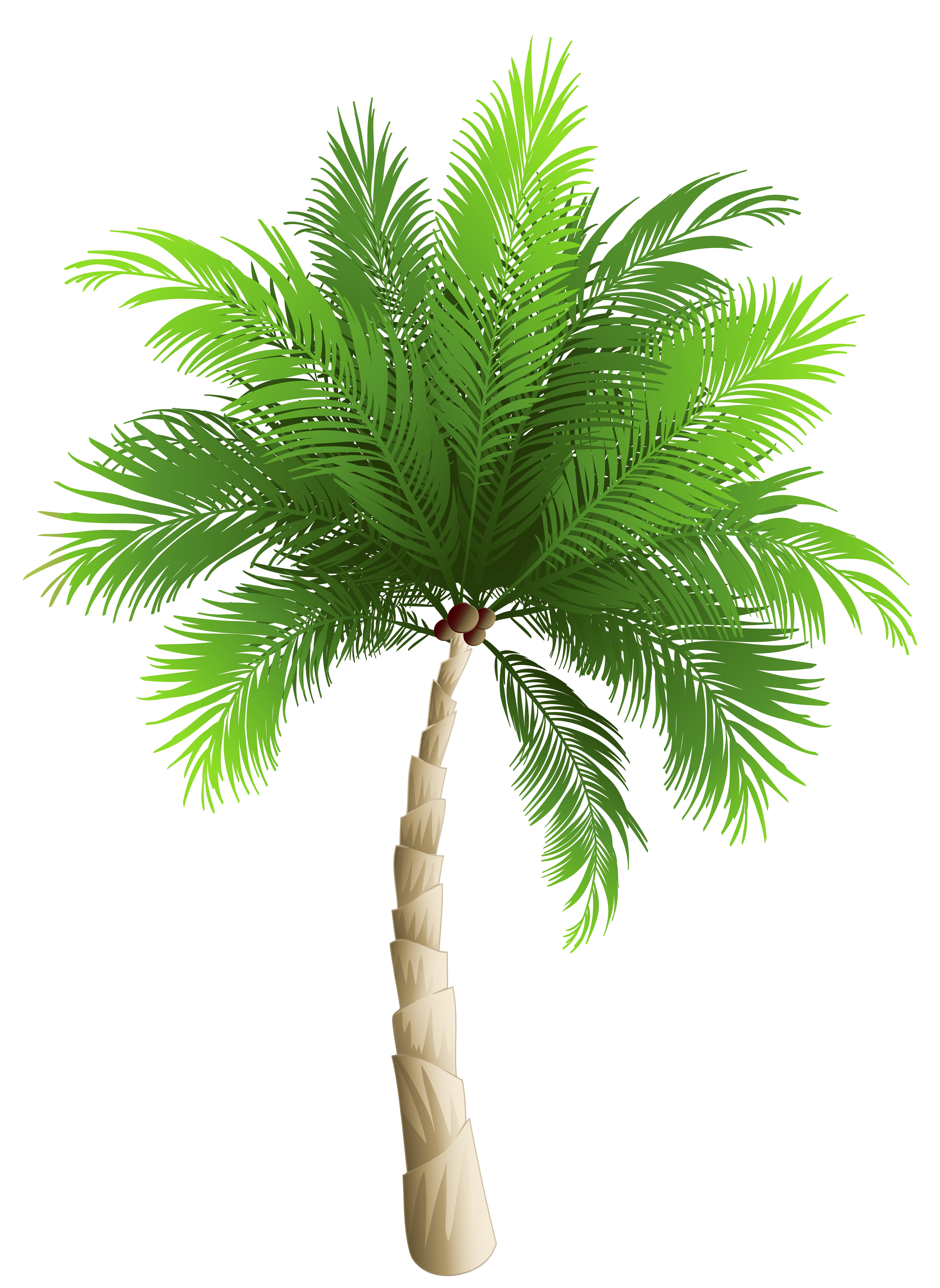 Coconut Phoenix Canariensis Tree Trees Palm Date Clipart